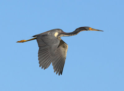 Tri-colored Heron in flight