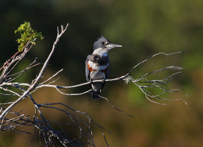 Belted Kingfisher