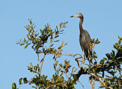 Little Blue Heron