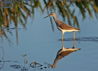 Lesser Yellowlegs