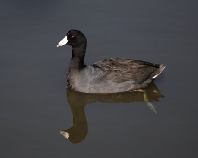 American Coot