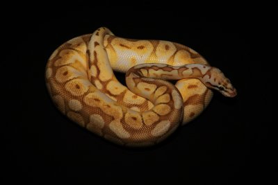 Ball Python (Butter Bumblebee Morph)