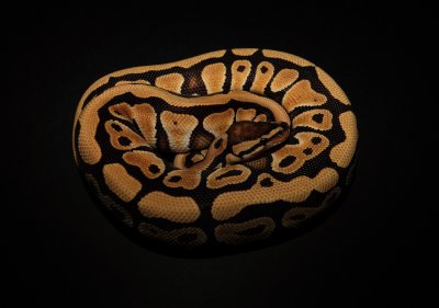 Ball Python (Desert Morph)