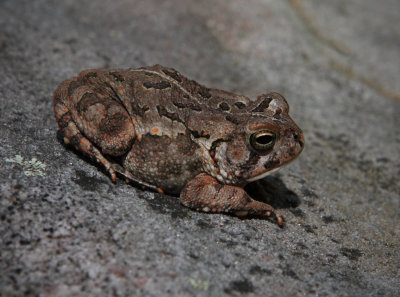 American Toad (Bufo Americanus)