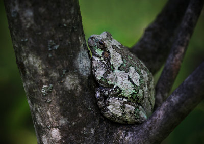 Grey Tree Frog (Hyla Versicolor)