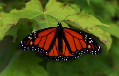 Monarch Butterfly