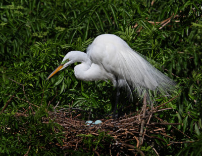 Egret on nest