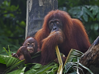 Orangutan