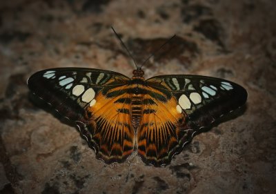 Butterfly0103.jpg