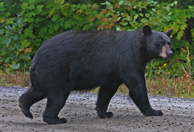 Bear crossing the road.jpg
