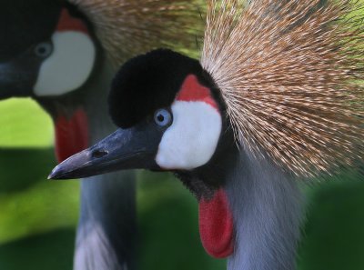 Grey-necked Crowned Crane