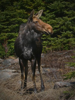 Algonquin Moose1003.jpg
