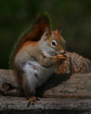 Red Squirrel50702.jpg