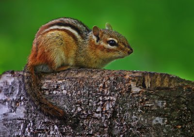 Chipmunk
