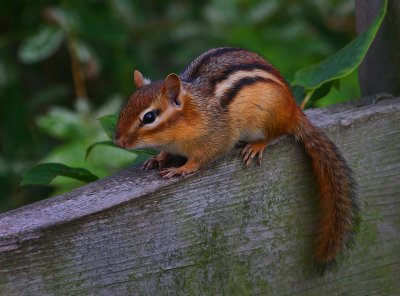 Chipmunk.jpg