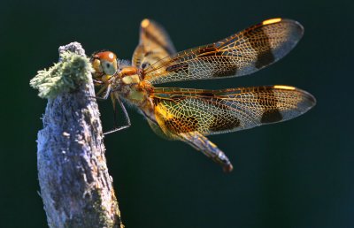 Dragonfly