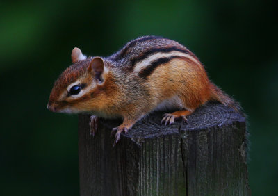 Chipmunk8190701.jpg