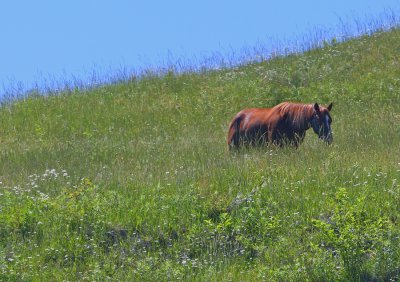 Horse grazing on a hillside