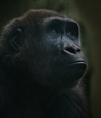 Female Gorilla