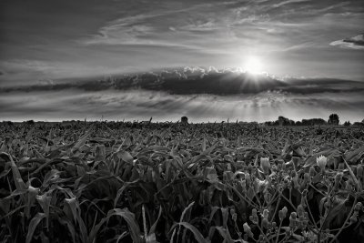 Sunrise over the cornfield