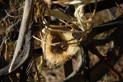 Hanging Around nest (close up)
