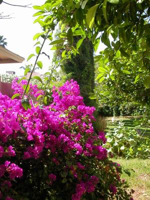 Backyard bougainvillea - 5-7-06