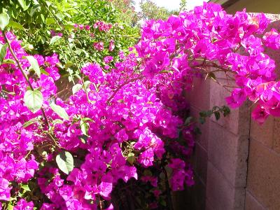 Backyard bougainvillea - 5-7-06