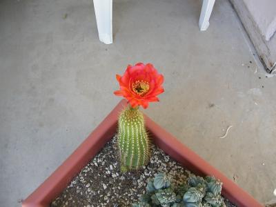 new blossom, back yard 5-7-06