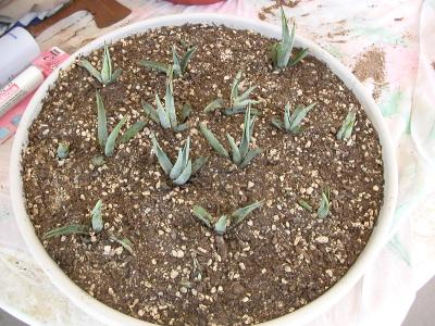 replanted - 5-7-06