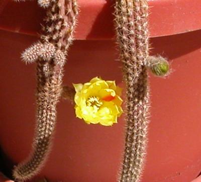 new_bud-5-20-06
