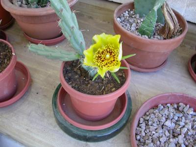 New flower 5-27-06