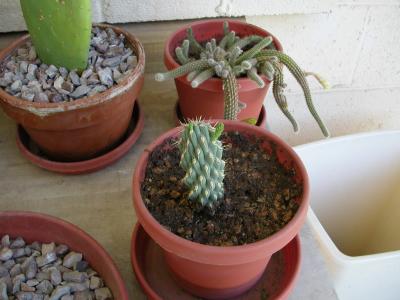 New growth, 5-27-06