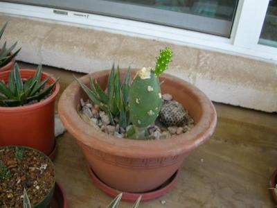 New growth, 5-27-06