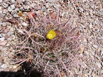 new bloom, barrel cactus, 6-15-06