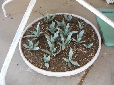 growing well!