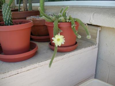 same flower -- pretty!