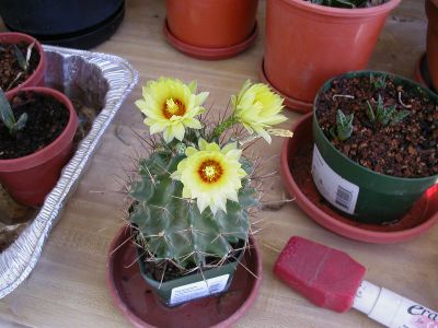 cactus_blooms_july_2006