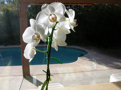 orchids open - 1/21/08
