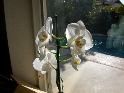orchids open - 1/21/08