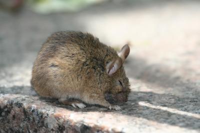 Mouse at Madison Square Park