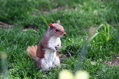 Squirrel at Union Square Park