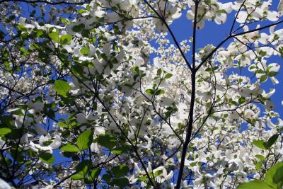 Flower tree