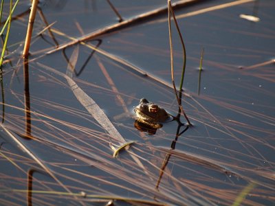 Vanlig padda - Bufo bufo - Common Toad