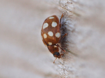 14-fläckig nyckelpiga - Calvia quattuordecimpunctata - 14-spot ladybird