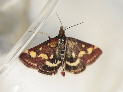 Purpurmott - Pyrausta purpuralis