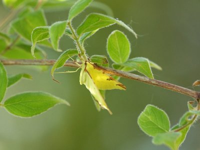 Citronmtare - Opistograptis luteolata - Brimstone moth