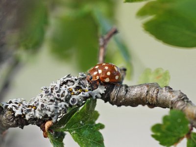 14-fläckig nyckelpiga - Calvia quattuordecimpunctata - 14-spot ladybird