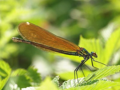 Bl jungfruslnda - Calopteryx virgo - Beautiful Demoiselle