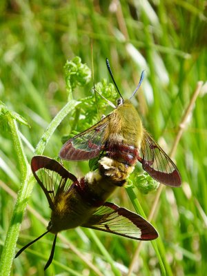 Humlelik dagsvrmare - Hemaris fuciformis - Broad-bordered Bee Hawkmoth