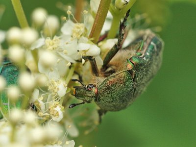 Grsgrn guldbagge - Cetonia aurata - Rose Chafer